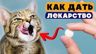 Как легко и просто дать таблетку кошке  — все способы
