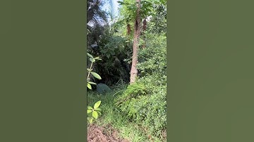 My mixed orchard inspiration comes from my garden #soilhealth #diversity #regenerativeagriculture