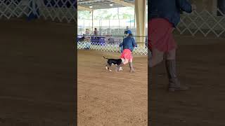 dog show Elkton FL by Bulls On Parade NE Florida 7 views 1 year ago 1 minute, 51 seconds