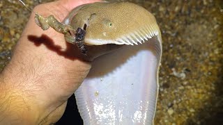 Cooking A Surprise November Sole. North Sea Angling