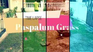 Paspalum Grass  ~ Time Lapse