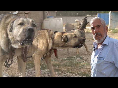 60 YILLIK KÖPEKÇİNİN SALDIRGAN ÇOBAN KÖPEKLERİ VE KANGAL KÖPEĞİ ! 40 TANE KOYUNU YİYEN DEV KURTLAR