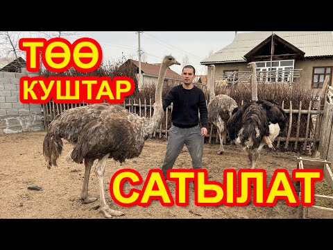 Video: Төө куш синдрому деген ким?