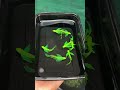 Long fin zebra fish 🐟🐠#guppy #zebra #zebrafish #viralvideo #fish #shorts
