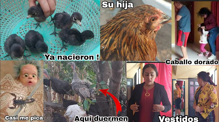 Yaa!! NACIERON los PAVITOS de Zimba + Compre Vesti...