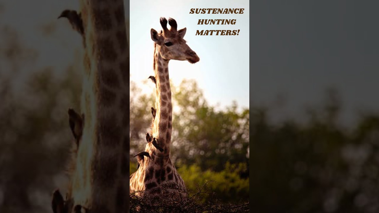 Why Sustenance Hunting Matters to Conservation