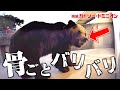 はじめて牛肉を食べたヒグマ…美味しすぎてむさぼる姿がすごすぎました