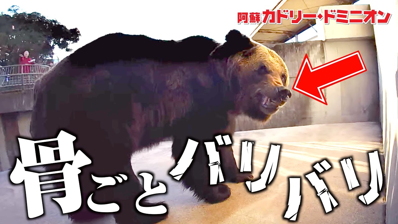 はじめて牛肉を食べたヒグマ…美味しすぎてむさぼる姿がすごすぎました