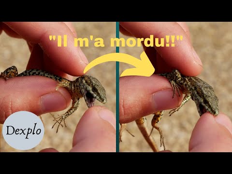 Vidéo: Comment attraper des lézards (avec des images)