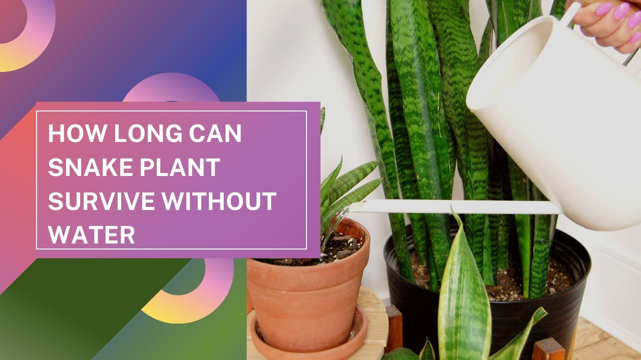 How Long Can Snake Plant Survive Without Water snakeplantcare YouTube How Long Can Snake Plant Survive Without Water snakeplantcare YouTube