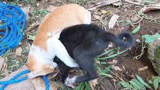 Adorable Puppy And Kitten Play Like They Are Siblings (P#2)