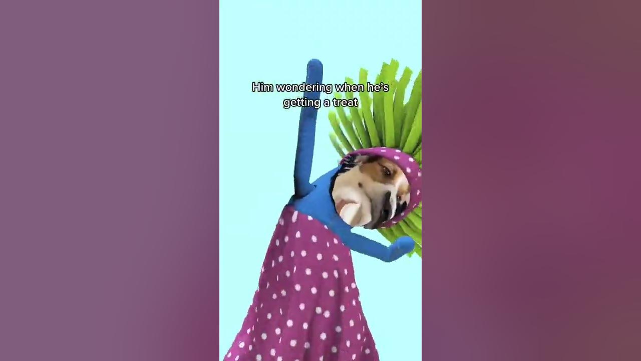 when-my-dog-get-treat-or-shit-on-floor-youtube