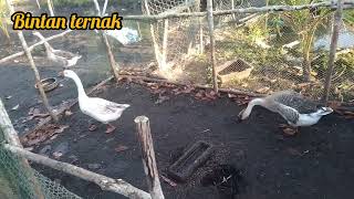 berapa lama proses angsa  sampai nelur #ternakangsa #soang