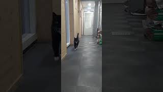 Asielkat Rent Door De Gang Om Zijn Achterhand Te Trainen