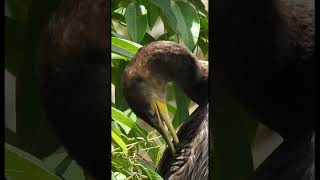 Bigua - Neotropic Cormorant Phalacrocorax Brasili