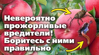 Вредители  - Плодожорка И Цветоед. Своевременные Обработки Помогут От Них Избавиться