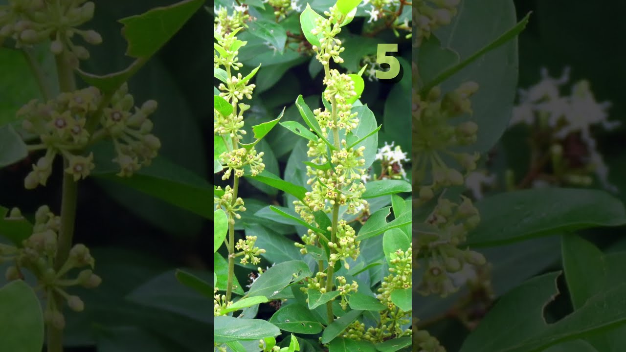 Top 8 Diabetes Control: 5 – Altai Balance Review #shorts