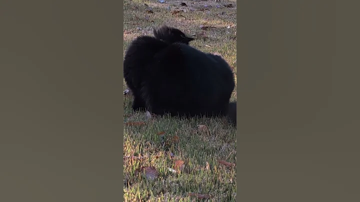 Video 11650161: cat cute kitty funny