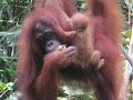 Orangutans, Borneo, Malaysia:  Orangutan Mom, Naughty Baby And A Bossy Teenager