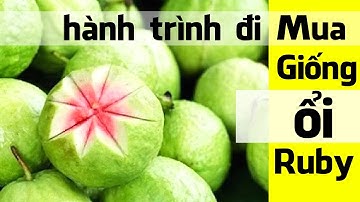 Cây Giống Ổi Ruby Ruột Đỏ giá rẻ tìm rất lâu mới gặp - Bầu Trời Miền Tây