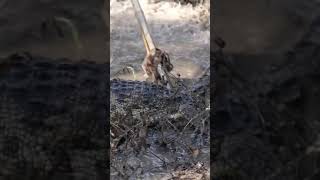 Primitive Technology Cooking And Eating Catch Crocodile U0026 Grilled Pork Rib In Jungle 4
