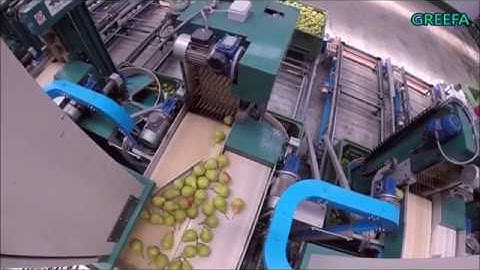 GREEFA Pere / Birnen / Pears - Fruit Modena 10 line ITA