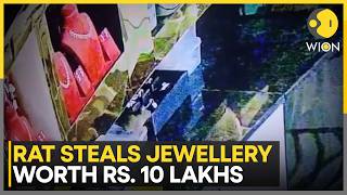 The Rat Thief! CCTV Footage Shows Rat Carrying ...