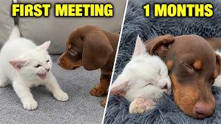 How My Terrified Rescue Kitten Became So Close to My Rescue Puppy So Fast! Just 1 Month!