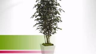 6.5 foot Beech Tree: Potted - artificialplantsandtrees.com