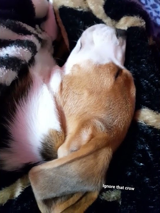 Dog barking while sleeping shorts dollarthebeagle YouTube