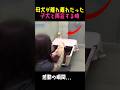 母犬が施設で子犬と再会すると...！＃感動する話 #可愛い #dog