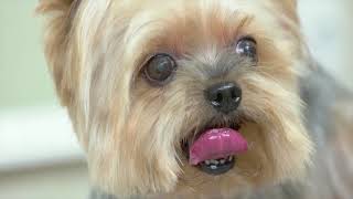 Mini Pomeranian - Funny And Cute Pomeranian Videos - Cutevn Animals