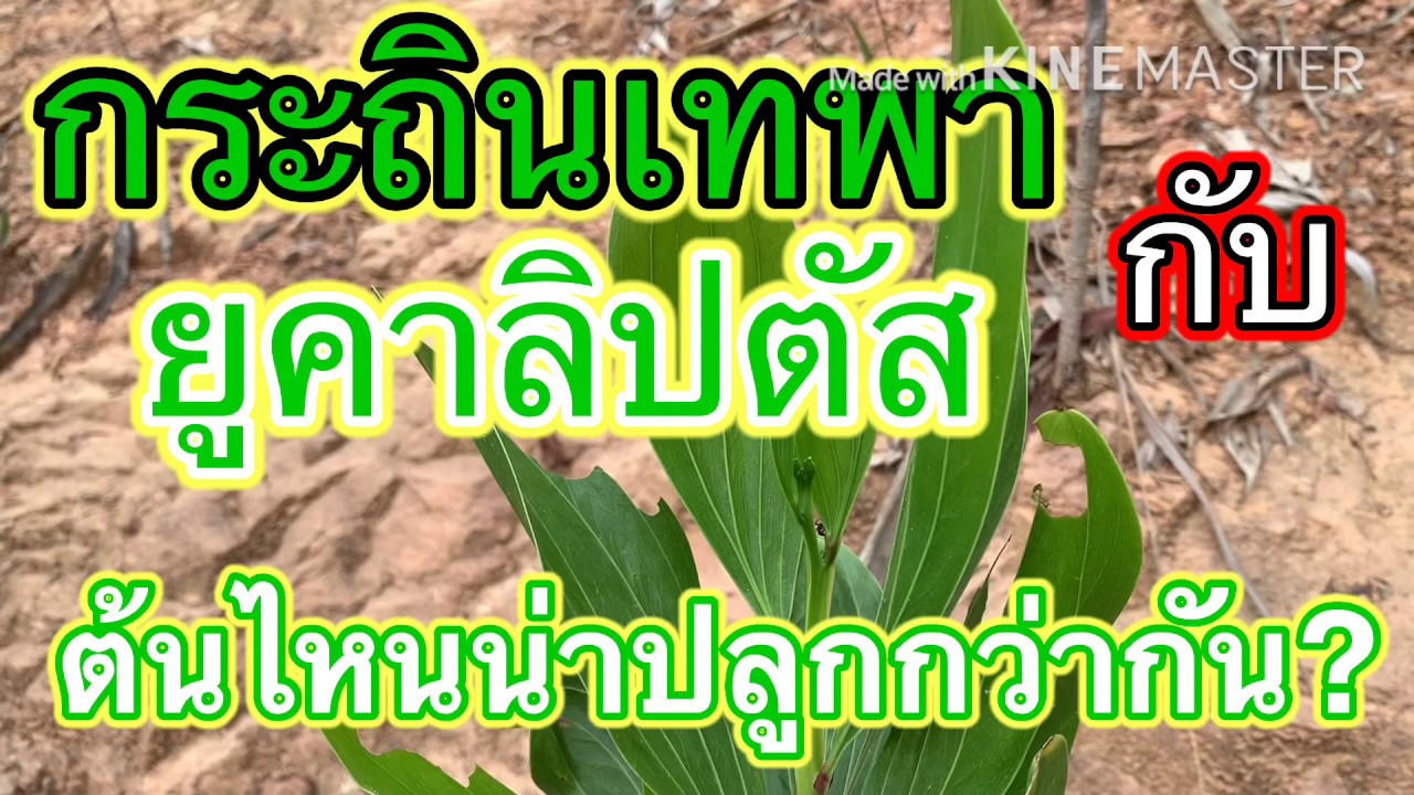 กระถินเทพากับยูคาลิปตัส-ต้นไหนน่าปลูกกว่ากัน?