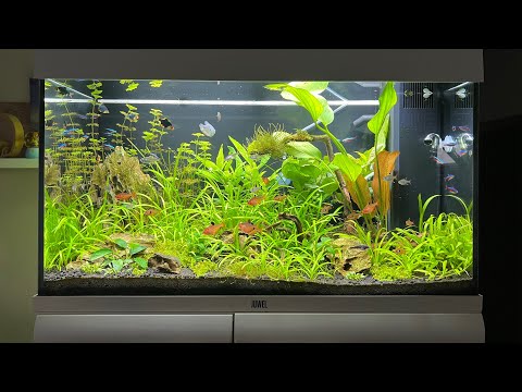 Hightech akvárium - zabehnutie akvária- 2.diel (akvárium Juwell RIO 125l) -  YouTube