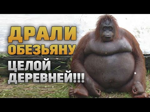 Видео: Что противоположно обезьяне?