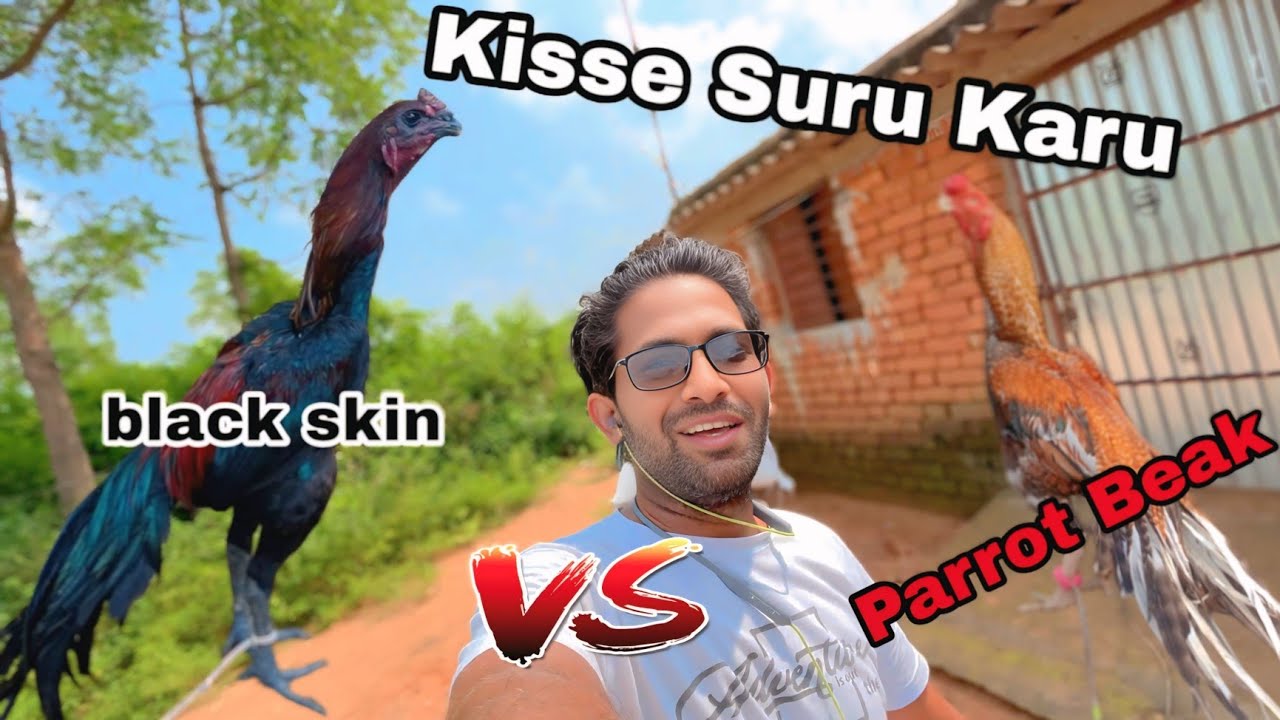Konse Aseel Breed Pe Kaam Karu 🐔Black skin ya Parrot Beak Aseel