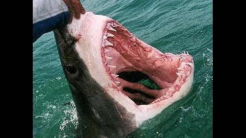 Jak se živí Bílí žraloci člověka?