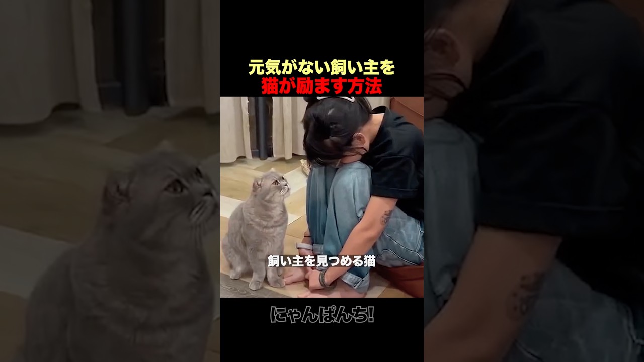 猫が飼い主を励ます方法