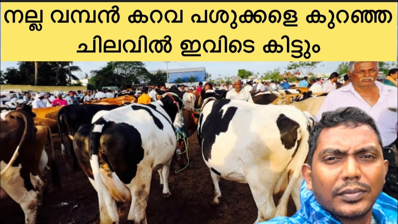 Erode Cow Market || നല്ല വമ്പൻ കറവ പശുക്കളെ കുറഞ്ഞചിലവിൽ ഇവിടെ കിട്ടും