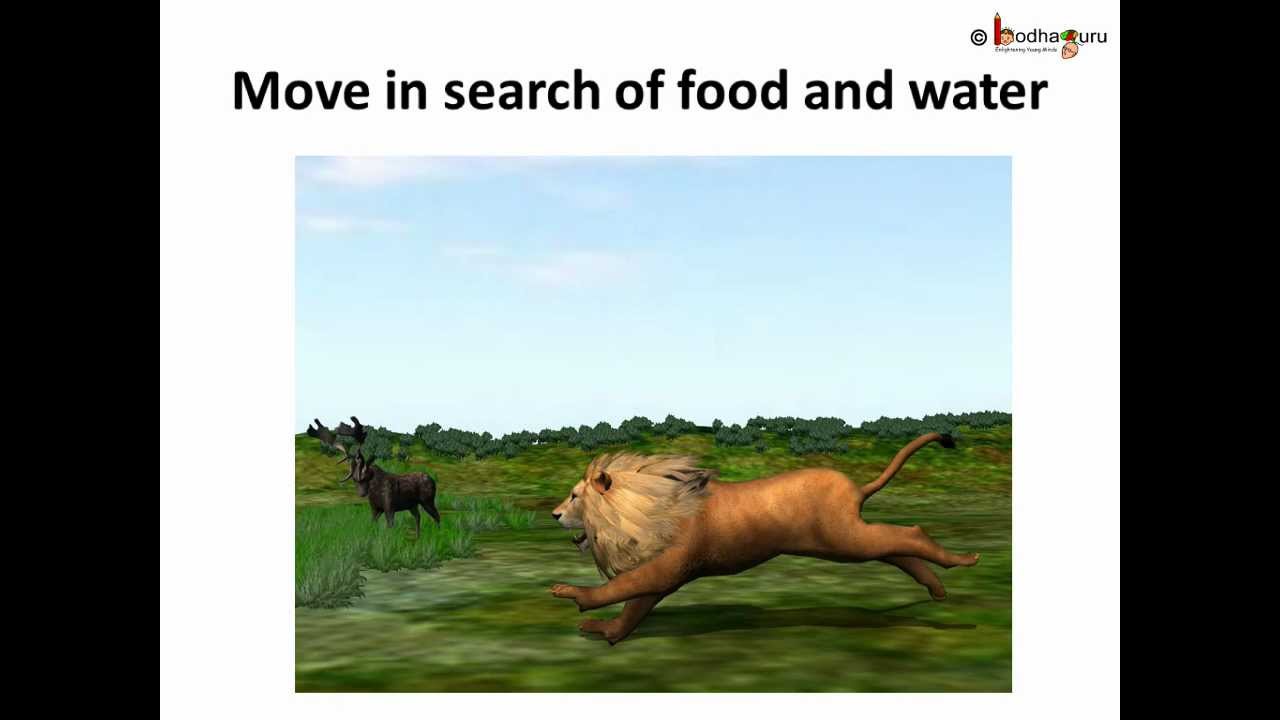science types of animals english youtube types of animals