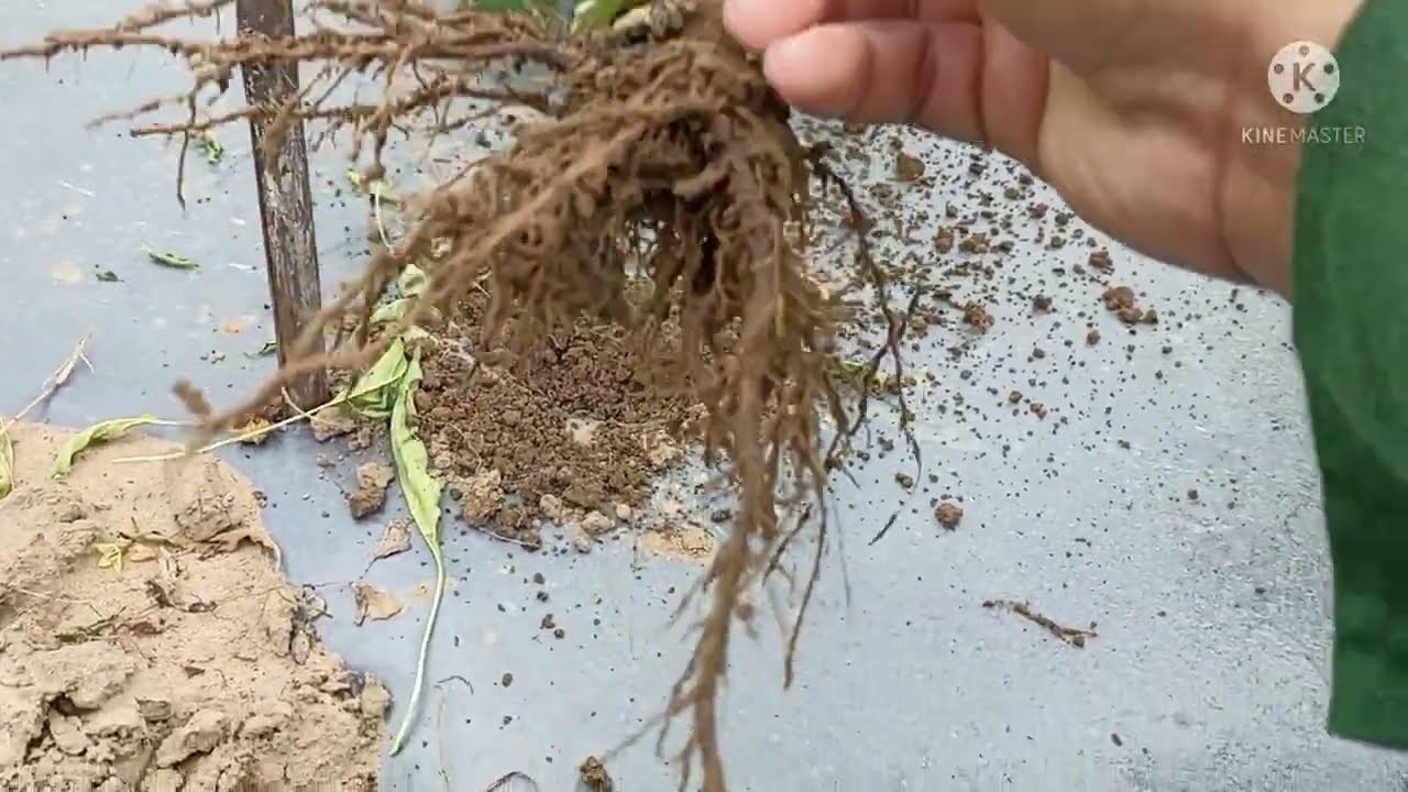 Phòng Trị Bệnh Thối Gốc Thối Rễ Cây Ớt Do Nấm Gây Ra ||Dõm Ba Bi #17