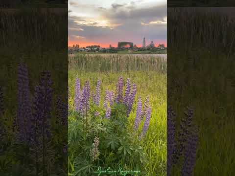 ..Люблю рассветы и неповторимый запах лета Автор видео Евгений Карепанов #гармония #природа