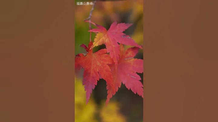 立秋 福寿山的枫 - 天天要闻