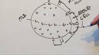 Global circulation II: prevailing winds