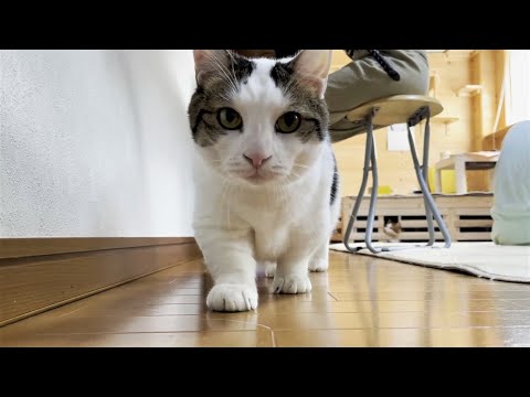 良いタイミングで散歩に行けないツイてない日の猫