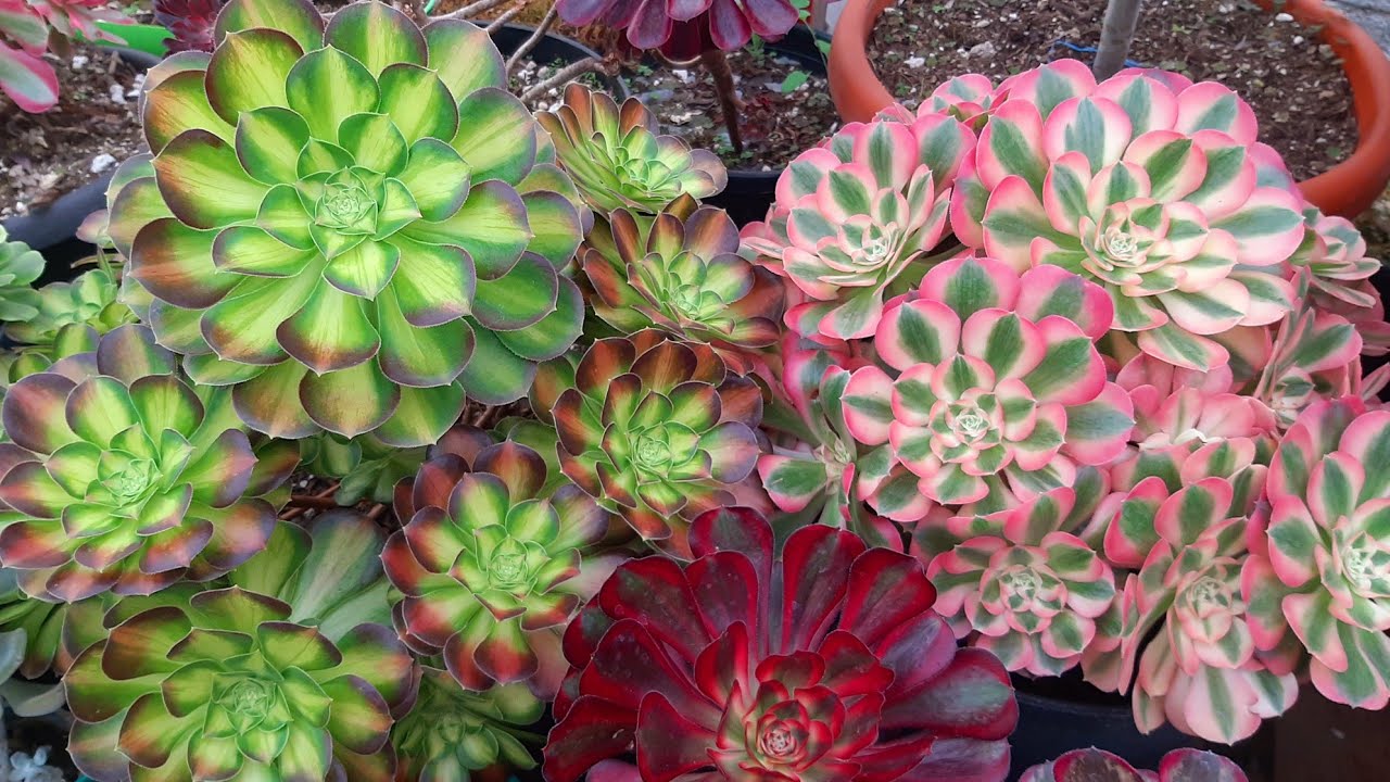 COMPRE nuevos AEONIUMS//CRECE MAS la colección de SUCULENTAS