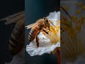 #HoneyBee #BeePollen #BeeOnFlower #Pollination #NatureLovers #SaveTheBees #BeeLife #MacroNature