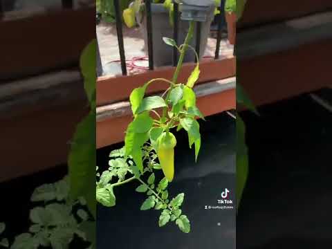 Video: Er epsom s alt godt for planter?