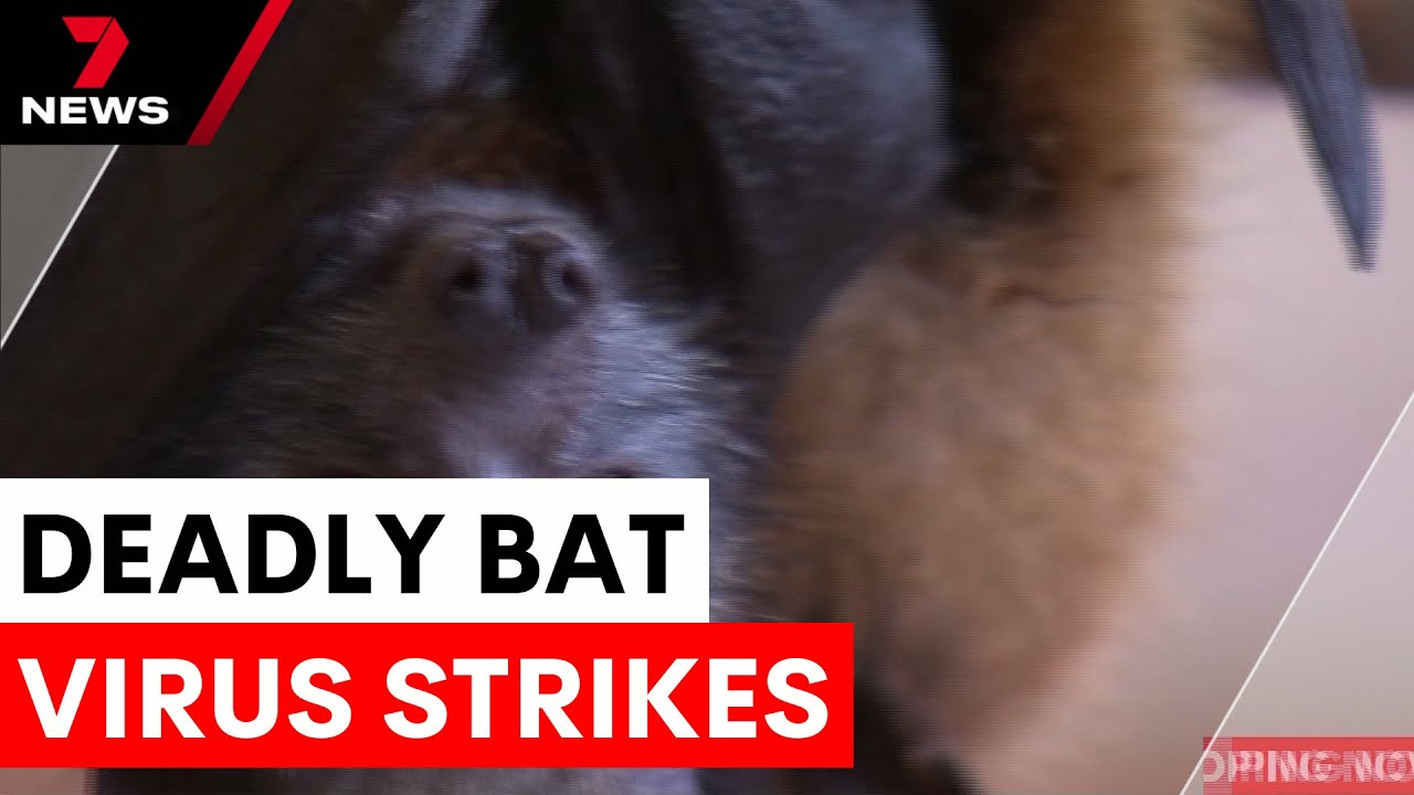 Fatal bat bite leads to deadly virus outbreak | 7NEWS