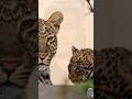 tigar||🐯#shorts#shortsfeed#shortsvideo #wildlife#animals#animallover#anime#virelshorts